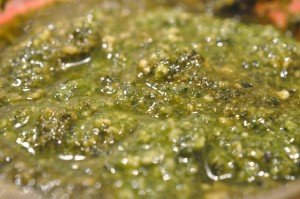 basilikum pesto