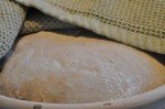 Grissini, boller og de flotteste brød af samme grunddej