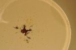 Chokoladekarameller i mikroovn nem opskrift