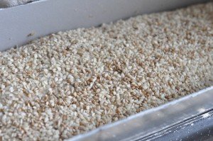Rugbrød uden surdej - opskrift på nemme brød