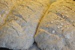 Franskbrød opskrift - groft brød med rugmel