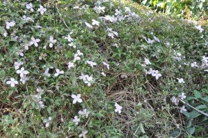 Blomsterliv og havelykke - sommerpostkort 