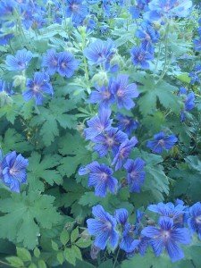 Blomster