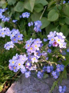 2015-05-15 12.17.47