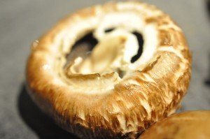 Svampesauce - sovs med portobello svampe