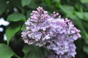 Nye kartofler og blomkål med smør