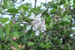 Nye kartofler og blomkål med smør