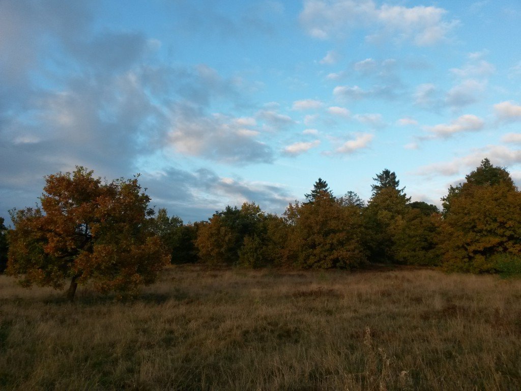 Natur og plantage