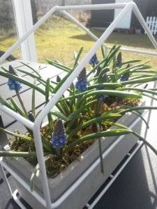 blomster