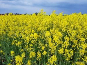 Sommersol og driversøndag i sommerhuset