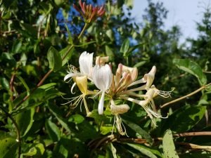 Blomst