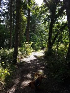 Skov