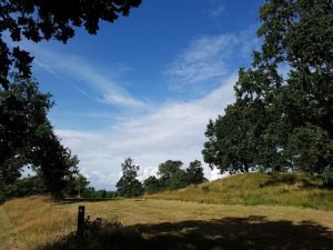 Natur i sommerhuset