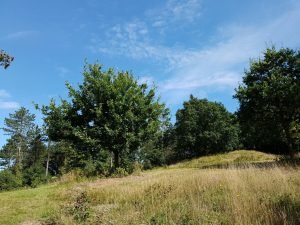 Skov i solskin