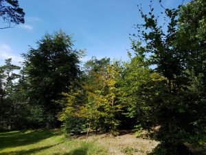 Skov i sommerhuset