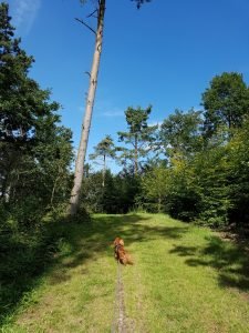 Skov ved sommerhuset