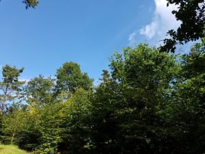 Skov i sommerhuset