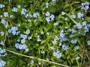Forårsblomster