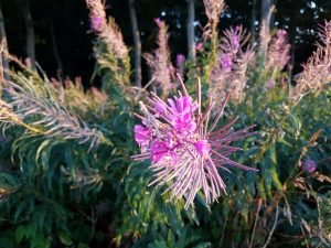 Blomst
