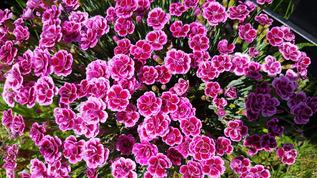 Forårsblomster