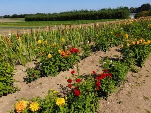 Sommerblomster
