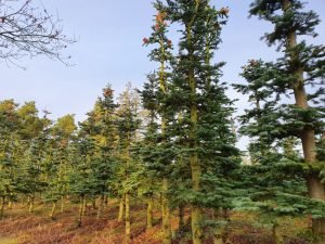 Naturbilleder