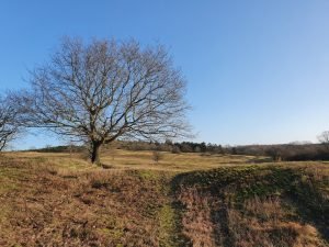 Naturbilleder