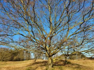 Naturbilleder