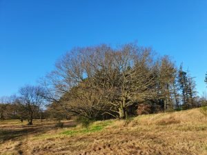 Naturbilleder