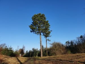 Naturbilleder