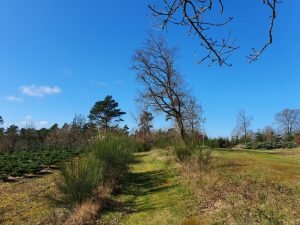Fuglefløjt og en bange Corona knude i maven 