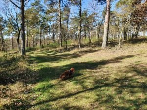 Fuglefløjt og en bange Corona knude i maven 