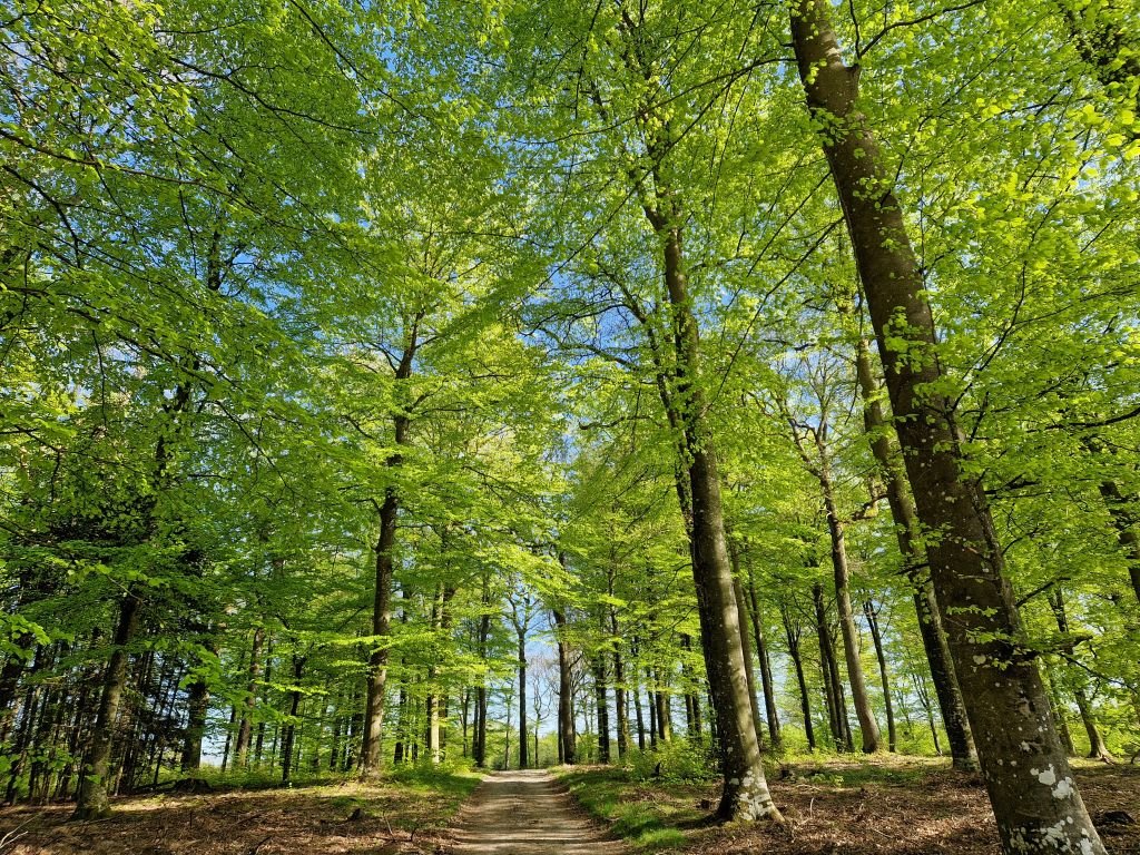 En bøgeskov i maj - det smukkeste jeg ved