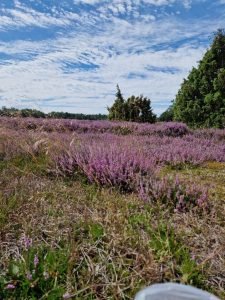 På Samsø smuttur - sikke en skøn ø - et tip til dig